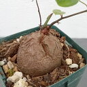 観葉植物/ディオスコレア(亀甲竜):エレファンティペス(割れ始め) 2.5号