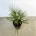 観葉植物/ヤシの仲間:チャメロプス7号ポット