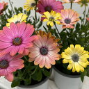 草花の苗/(わけあり特価)オステオスペルマム:フラワーパワー ローズサプライズ3.5号ポット