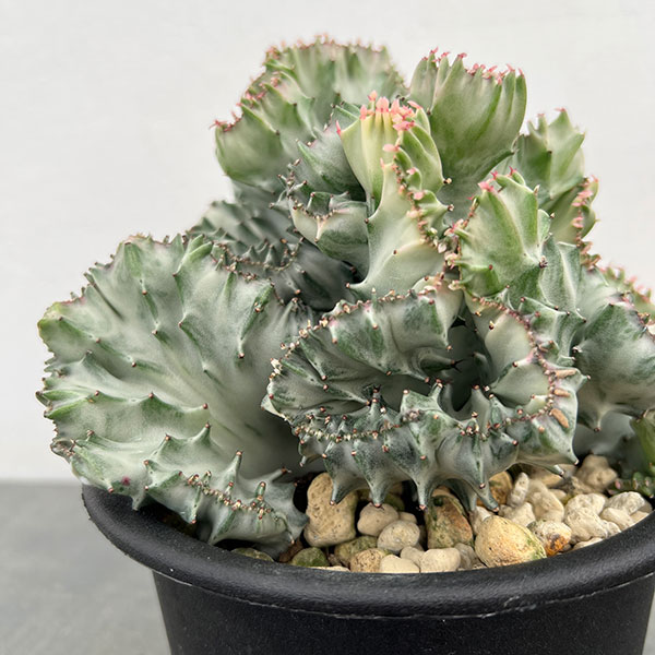 【期間限定★販売】ホワイトゴースト・綴化・サボテン・多肉植物（鉢植え 86㎝） 楽天市場】ホワイトゴースト ユーフォルビアの通販