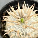 観葉植物/パキポディウム:エニグマチカム(実生株) 2号(特選サイズ)