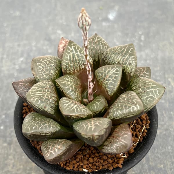 観葉植物/[ザ・ファームセレクト]ハオルチア：万華鏡　3号鉢植え25-01