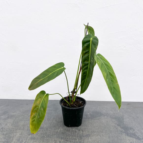 観葉植物/フィロデンドロン：エスメラルデンセ（バリエガータ） 3.5号ポット