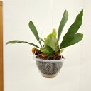 観葉植物/ビカクシダ(コウモリラン):ネザーランズ(ネガミエル×ねこチップ植え) 5号吊り鉢