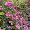 花木 庭木の苗/ウツギ(サラサウツギ):紅華衣(ベニハゴロモ)5号ポット