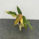 観葉植物/フィロデンドロン:ストロベリーシェイク 4号25-01