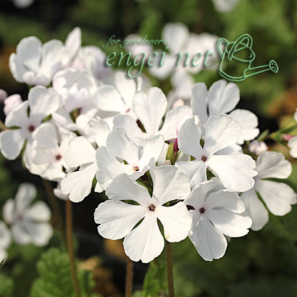 山野草の苗/日本サクラソウ（桜草）：神代冠（じんだいかん）3号ポット