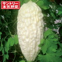 野菜の苗/ゴーヤ:しろくまゴーヤ(苦瓜・ニガウリ)3号ポット* 6株セット