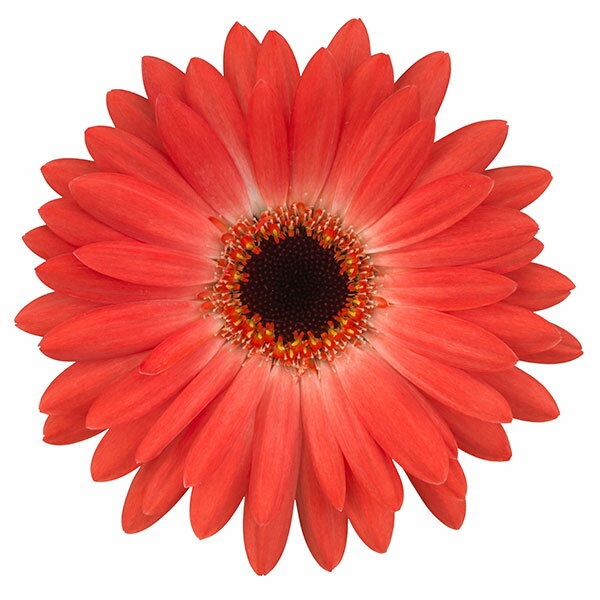 草花の苗/（わけあり特価）ガーデンガーベラ（ガルビネア）：サンシェイパー エンドレス ダニー3.5号ロングポット