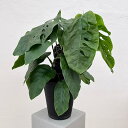 観葉植物/モンステラ:デュビア 7号鉢植え