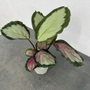 観葉植物/(わけあり特価)カラテア:ホワイトクラウド 4号鉢植え