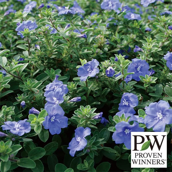 草花の苗/エボルブルス：ブルーラグーン11cmトールポット*のサムネイル