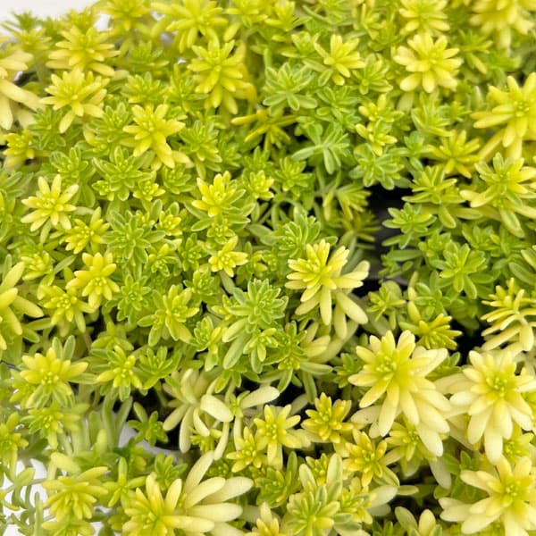 楽天市場】ミモザ（観葉植物｜花・観葉植物）：花・ガーデン・DIYの通販