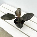 観葉植物/スキスマトグロッティス:ブラックメタリック 3.5号ポット