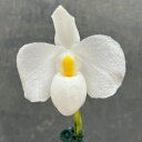 観葉植物/(わけあり特価)パフィオペディルム:デレナティー原種アルバ 3号鉢植え