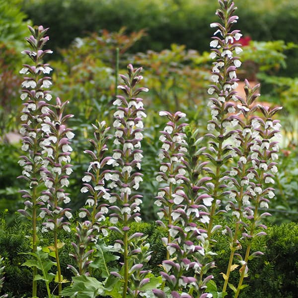 草花の苗/アカンサス：モーリス5号ポット