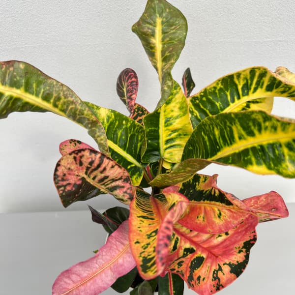 楽天市場】観葉植物 クロトン（観葉植物｜花・観葉植物）：花