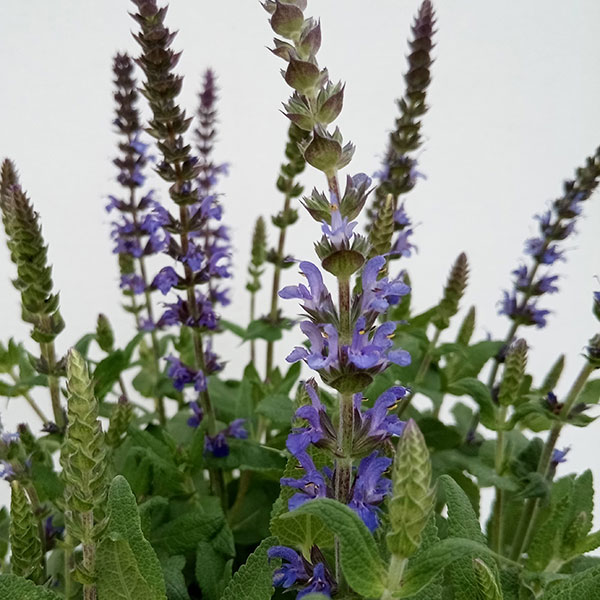 ��֤���/����ӥ������ڥ�� �������֥롼3.5��ݥå�