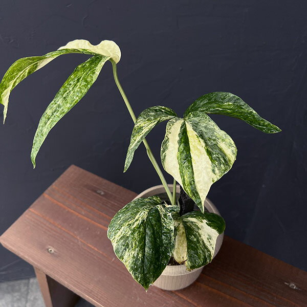 観葉植物/ラフィドフォラ：スペーシス バリエガータ 4号鉢入り25-01