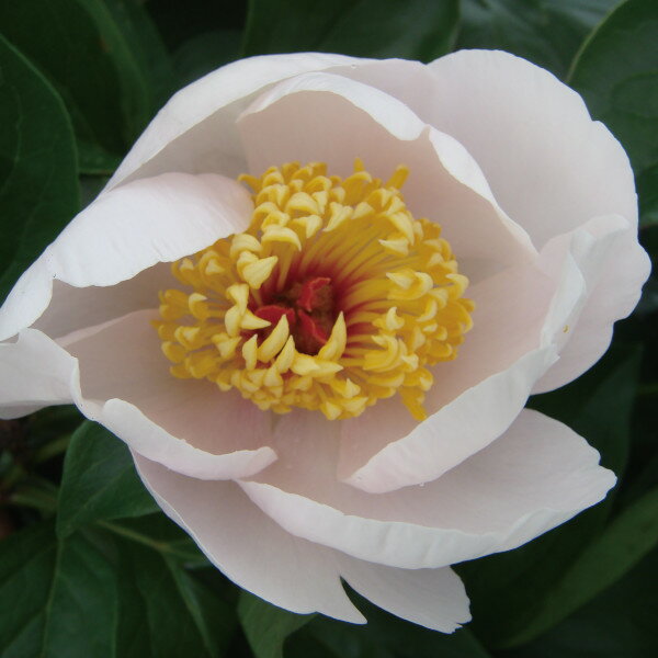 草花の苗/シャクヤク（芍薬）：マドリード4号ポット