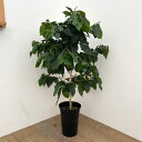 観葉植物/コーヒーの木:モカ種 7号鉢植え