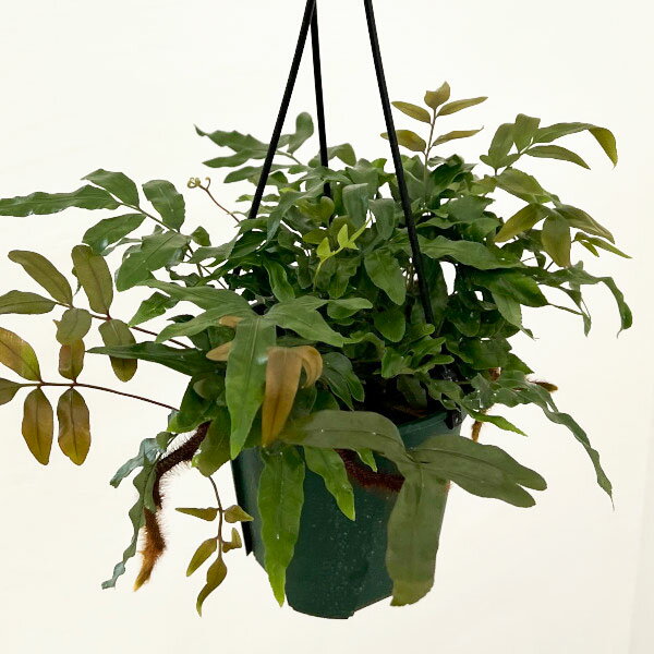 観葉植物/ダバリア：ペンタフィラ（ラビットフットファン）　5号吊り鉢