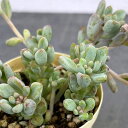 観葉植物/グラプトペタルム:パキフィルム 2号プラ鉢植え