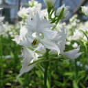山野草の苗/サギソウ(鷺草):飛翔(ひしょう) 3号鉢植え
