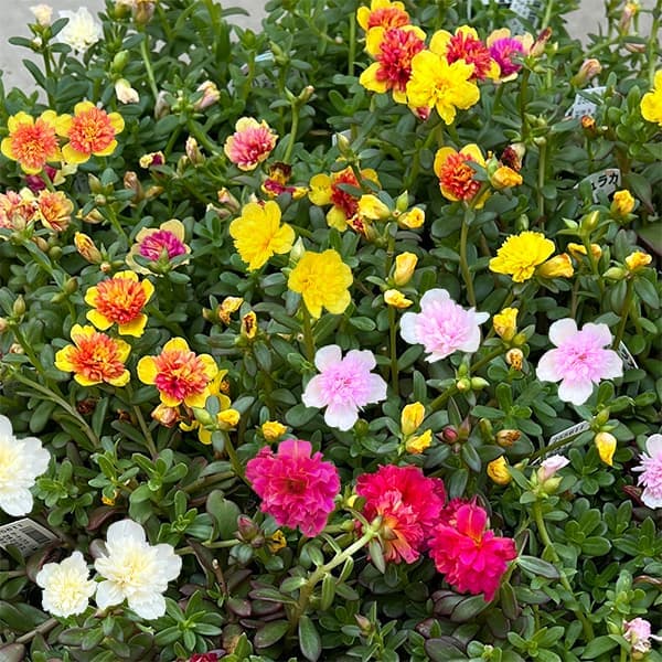 草花の苗/ポーチュラカ（八重咲き・サンシャイン）：花色ミックス3-3.5号ポット★入荷から日数が経ったためセール価格となりました。商品の状態は画像と異なる場合があります。★とてもインパクトのある八重咲ポーチュラカ。夏の炎天下でも元気にカラフルな花を咲かせます。葉が暑いので水切れに強く、多少の水不足には耐えられます。花は毎日朝に咲いて、午後には閉じます（咲いている時間は一般的なポーチュラカと同じです）。※お届けするのは1ポットです。学名 Portulaca oleraceaタイプスベリヒユ科スベリヒユ属の非耐寒性多年草草丈5〜10cm開花期5〜10月（午前）植え付け適期5〜7月用途花壇、庭植え、鉢植え、グランドカバー日照日向育て方：高温、乾燥、病気に大変強く、春から秋まで長期間咲き続けます。温度と日光があれば勢旺盛で花壇からプランター、鉢植えまで多くの用途があります。用土は水はけがよい土であれば特に選びません。月に1回ピンチや切り戻しを行い、緩効性肥料などを与えます。写真は成長時（開花時）のイメージですが、お届けの際はまだ苗の状態です。お届け時の苗姿は個体差があります。表示の写真と異なる場合がございます。