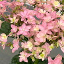 花木 庭木の苗/(わけあり特価)アジサイ:桜花乱舞(オウカランブ)3.5号ポット