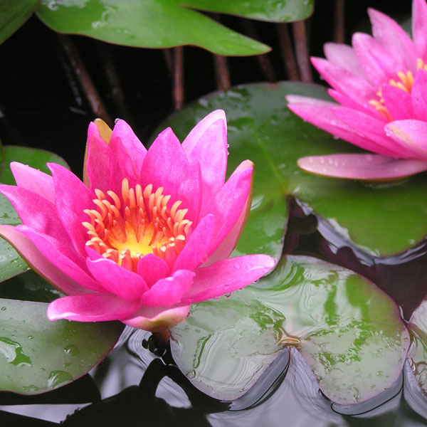 楽天市場】水蓮の花びらの通販