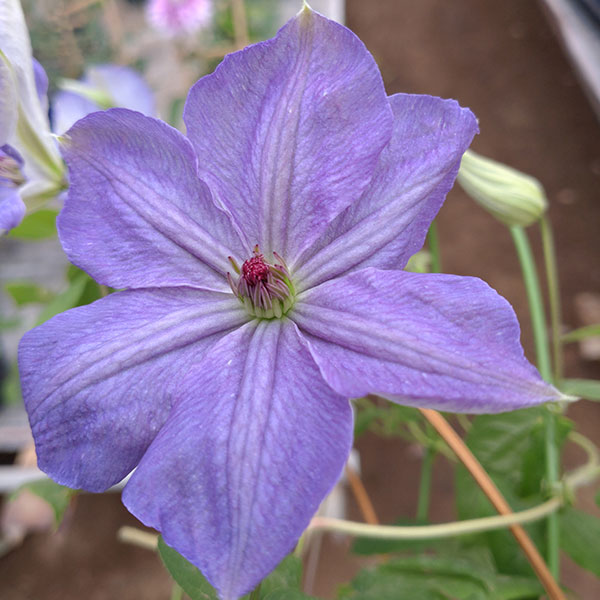 クレマチスの苗/クレマチス：スミカ...