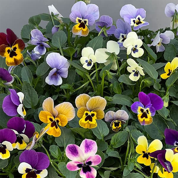 草花の苗/見元園芸さんのビオラ：トルニーミックス3.5号ポット*のサムネイル