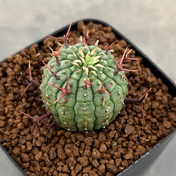 観葉植物/[ザ・ファームセレクト]ユーフォルビア：ステリスピナ（群星冠）　2.5号鉢植えのサムネイル