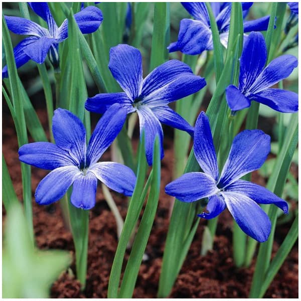 球根/テコフィラエア：シアノクロッカス 裸球（ラベル無し）1個