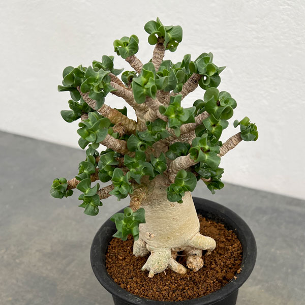 観葉植物/アデニウム：アラビカム巻葉 3号鉢植え