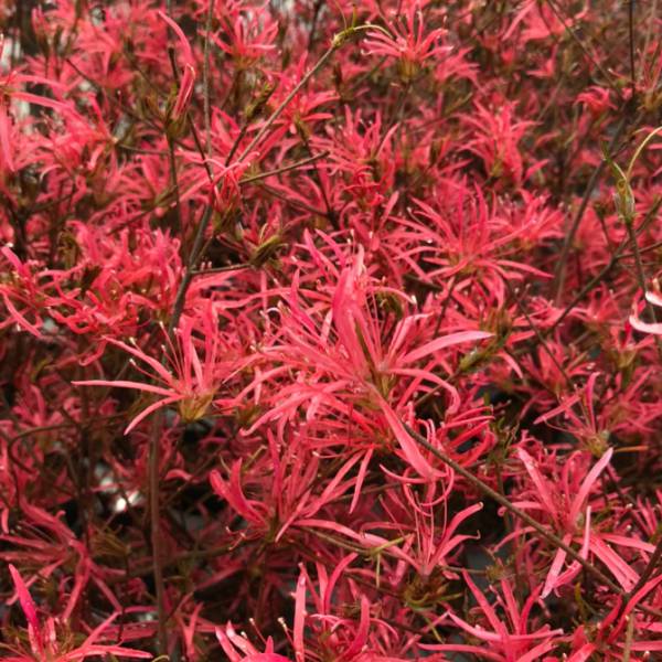 セイガイツツジ 苗の商品画像