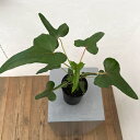 観葉植物/アベルモスクス:センドラワシspパプア 3号鉢植え