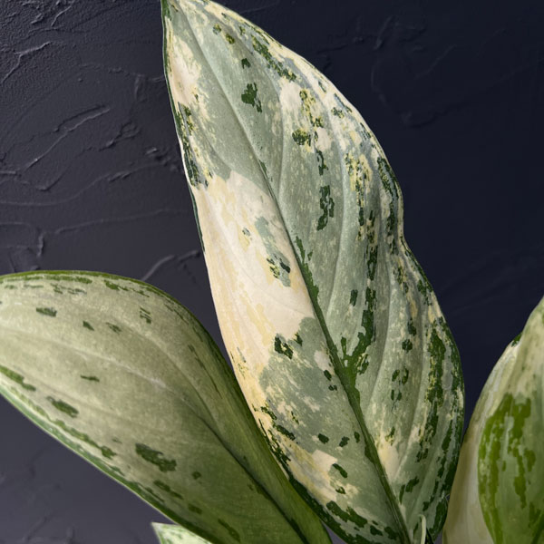 観葉植物/[ザ・ファームセレクト]アグラオネマ：シルバークイーン　バリエガータ　4号ポット