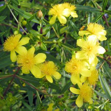 ヒペリカム(*^^*) 鉢花 花木：ヒペリカム* : 遊恵盆栽 Yahoo!店 - 通販 - Yahoo