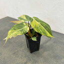 観葉植物/フィロデンドロン:グロリオサム トリカラー 2.5号鉢植え