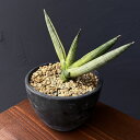 観葉植物/サンセベリア:ボンセレンシス スノーホワイト 3.5号鉢植え25-02
