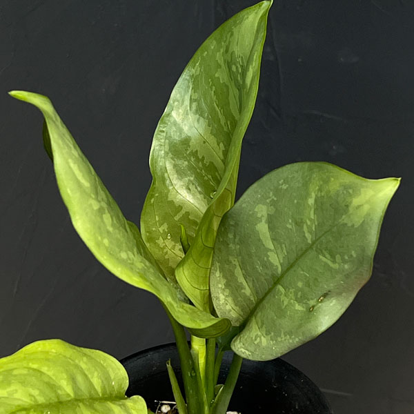 観葉植物/アグラオネマ：コンムタツ...