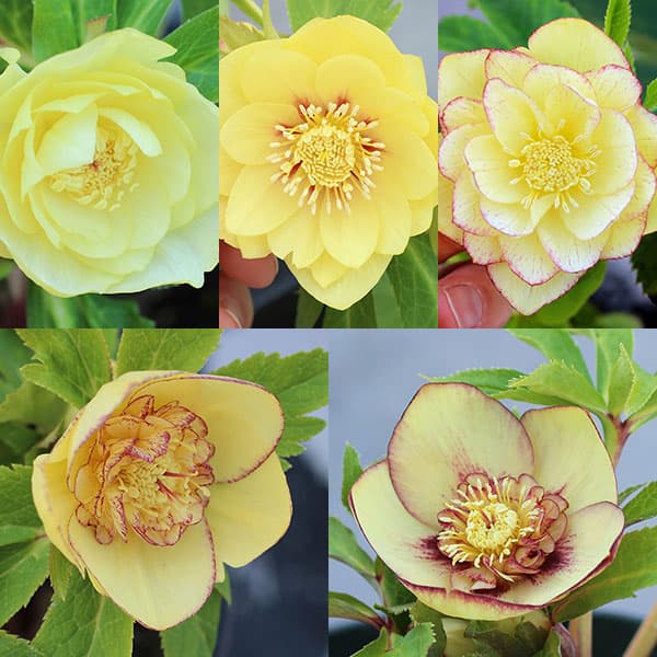 楽天市場】クリスマスローズ開花株 オーレア系の通販