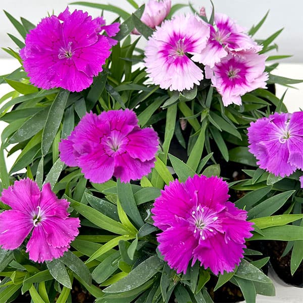 草花の苗/（わけあり特価）ダイアンサス：ダイアナ ブルーベリー3.5号ポット