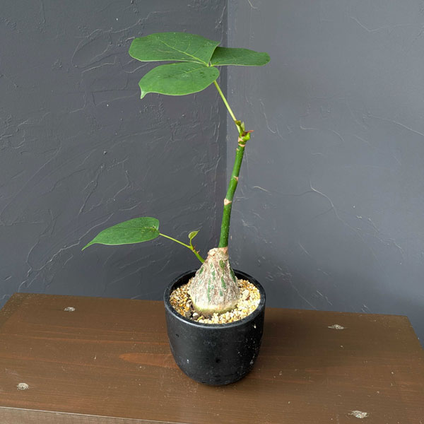 楽天市場】ボンバックス（観葉植物｜花・観葉植物）：花・ガーデン