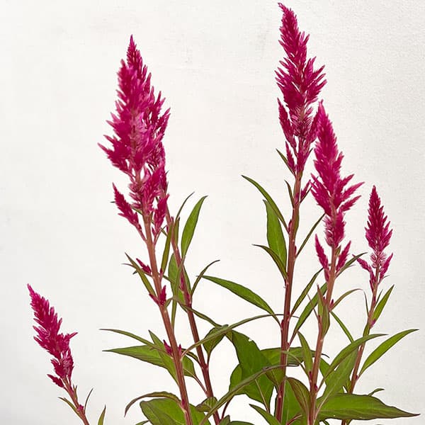 草花の苗/セロシア（ケイトウ）：高見園芸さん育種選抜株（濃いピンク系アソート）3号ロングポットのサムネイル