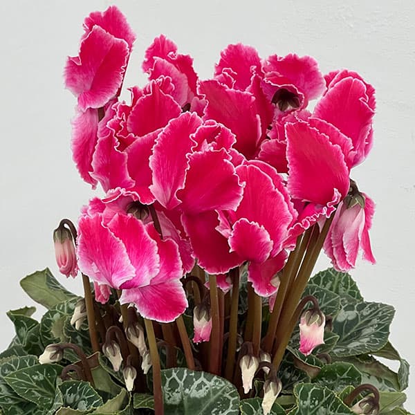 シクラメン：シルバーエッジ ワインレッドフリル5号鉢植え