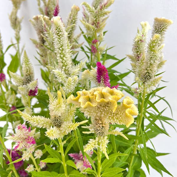 草花の苗/セロシア（ケイトウ）：高見園芸さん育種選抜株（ノゲイトウ・キメラ）3号ロングポットのサムネイル