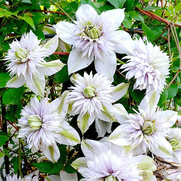 クレマチスの苗/クレマチス：ミナモノヨウセイ（水面の妖精）3.5号ポット（フロリダ系）のサムネイル